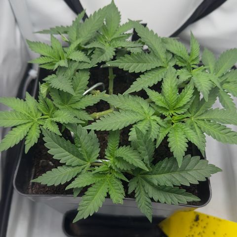 Special Queen #1 growlog photo: Tag 2 Blüte