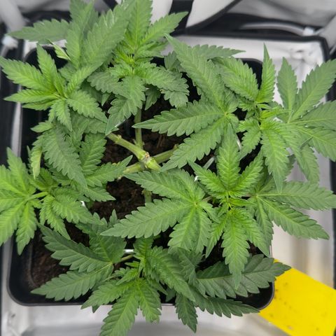 Special Queen #1 growlog photo: Tag 2 Blüte