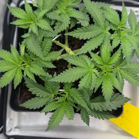 Special Queen #1 growlog photo: Tag 2 Blüte