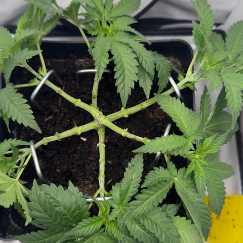 Special Queen #1 growlog timeline photo