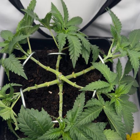Special Queen #1 growlog timeline photo