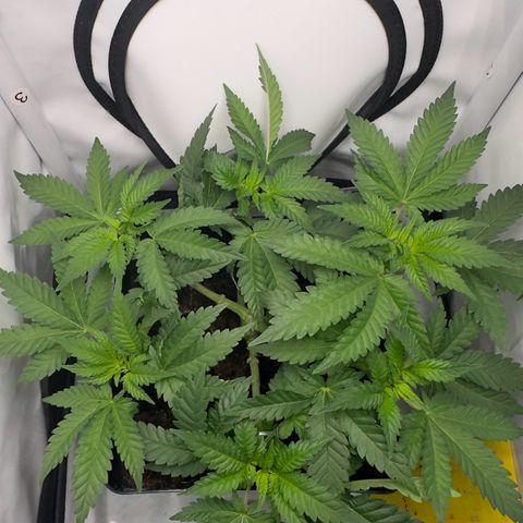 Special Queen #1 growlog timeline photo