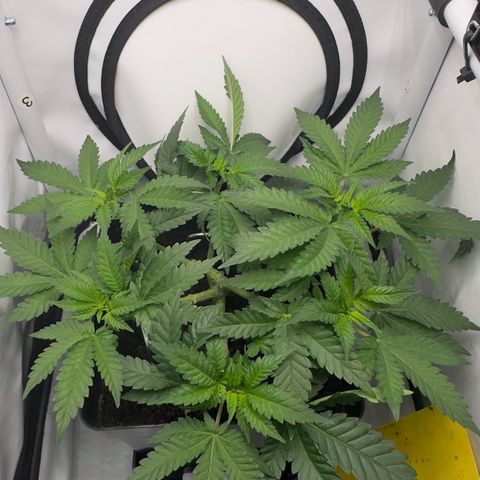 Special Queen #1 growlog timeline photo