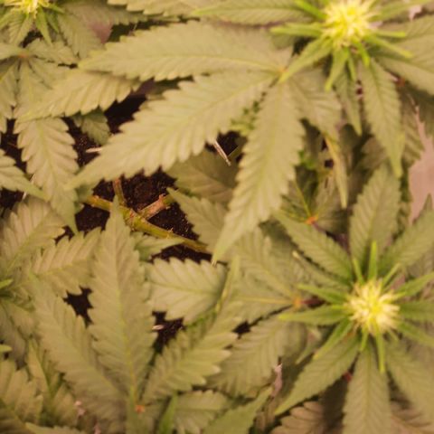 Special Queen #1 growlog timeline photo