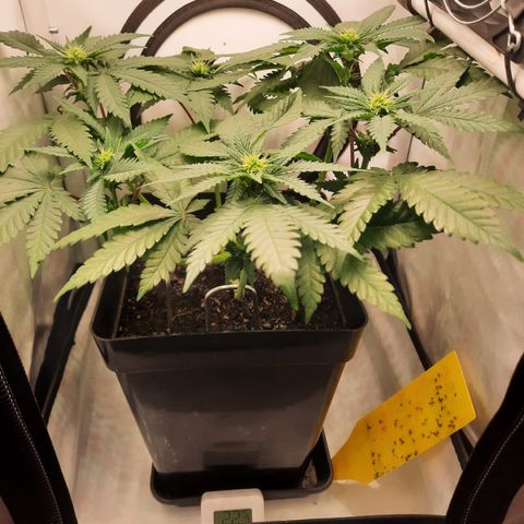 Special Queen #1 growlog timeline photo