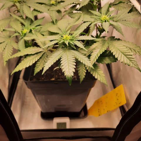 Special Queen #1 growlog timeline photo