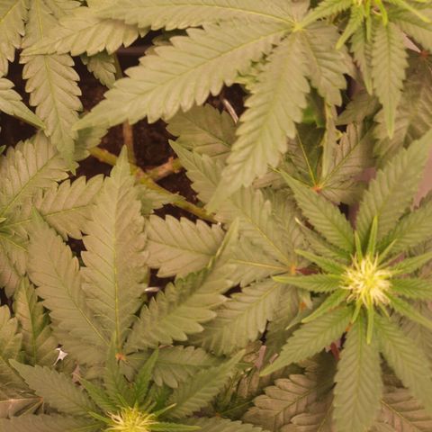 Special Queen #1 growlog timeline photo