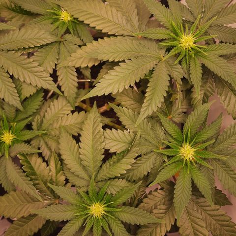 Special Queen #1 growlog timeline photo