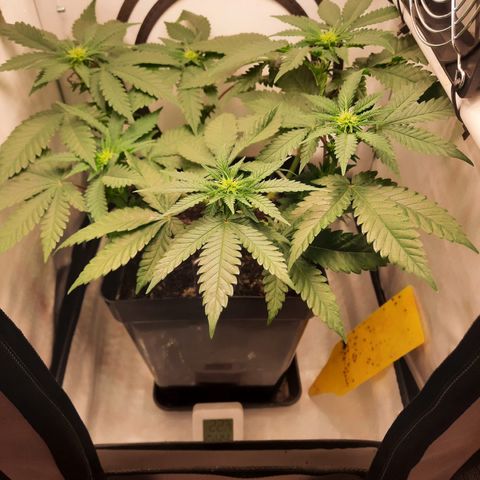 Special Queen #1 growlog timeline photo