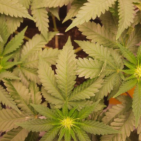 Special Queen #1 growlog timeline photo