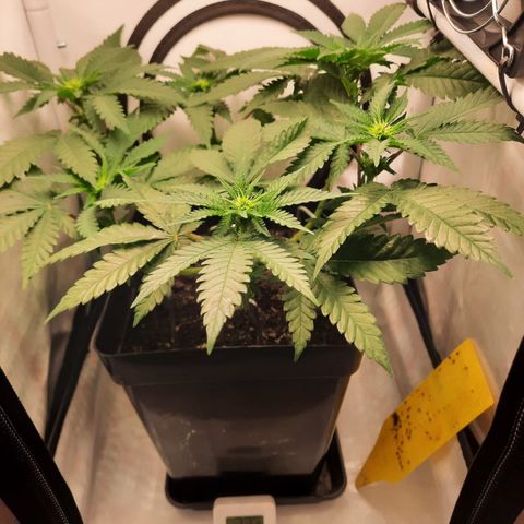 Special Queen #1 growlog timeline photo