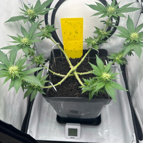 Special Queen #1 growlog timeline photo