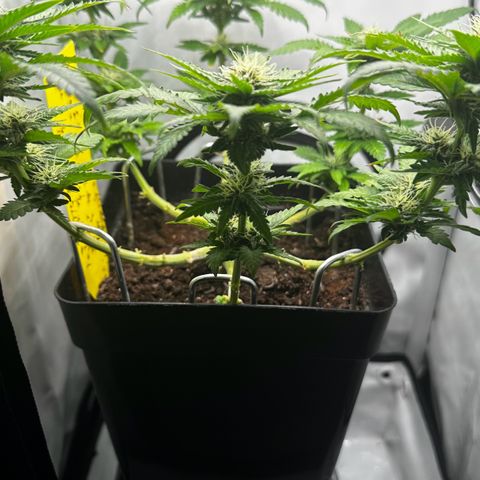Special Queen #1 growlog timeline photo
