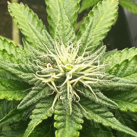 Special Queen #1 growlog timeline photo