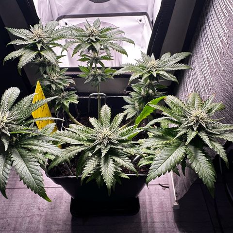 Special Queen #1 growlog timeline photo