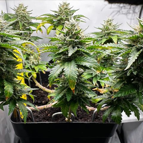 Special Queen #1 growlog timeline photo
