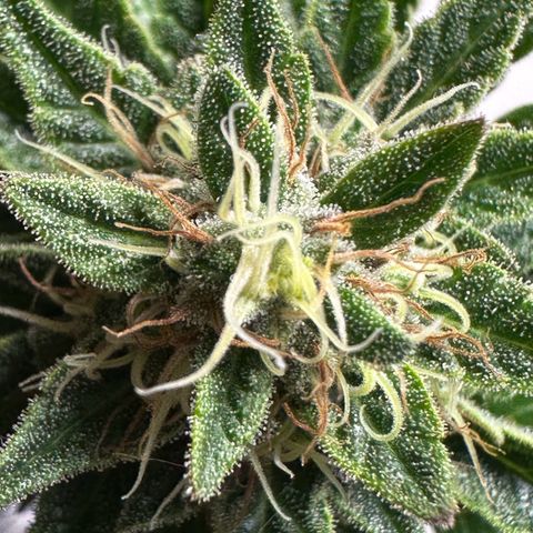 Special Queen #1 growlog timeline photo