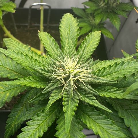 Special Queen #1 growlog timeline photo