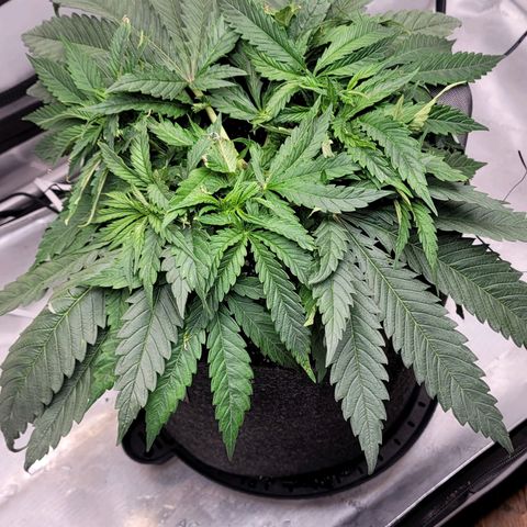 Pink Runtz growlog timeline photo