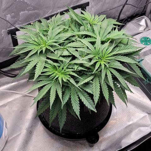 Pink Runtz growlog timeline photo