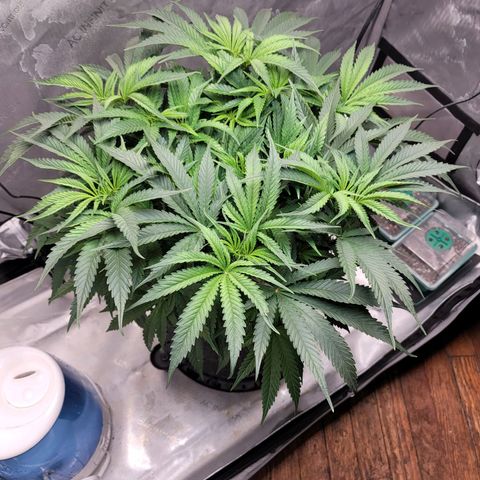 Pink Runtz growlog timeline photo