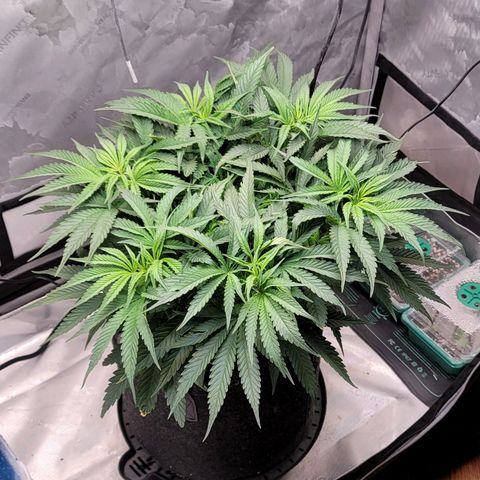 Pink Runtz growlog timeline photo