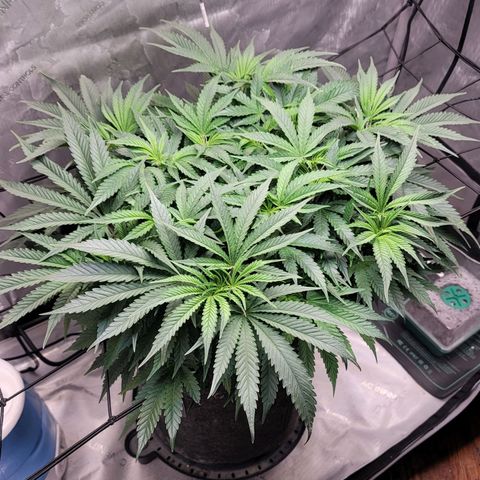 Pink Runtz growlog timeline photo