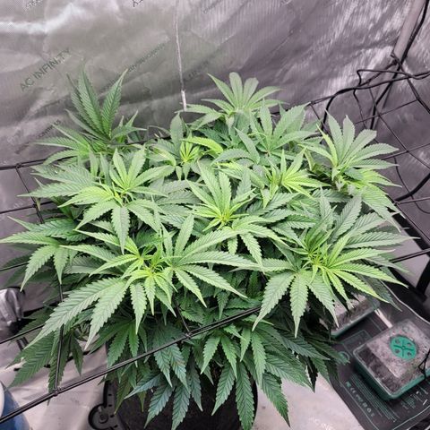 Pink Runtz growlog timeline photo