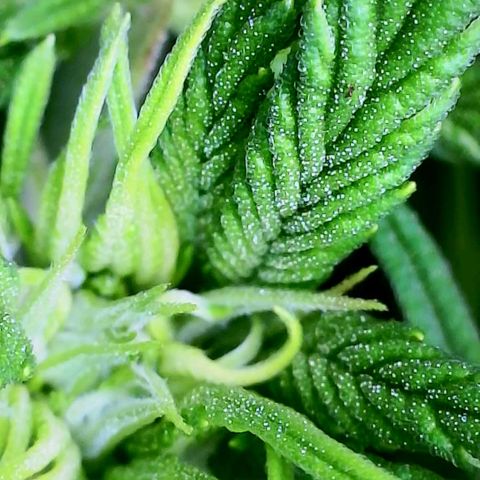 Pink Runtz growlog timeline photo