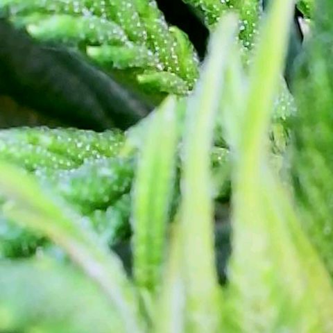 Pink Runtz growlog timeline photo