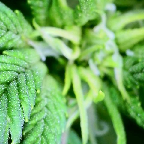 Pink Runtz growlog timeline photo