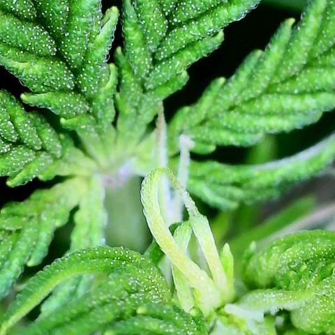 Pink Runtz growlog timeline photo