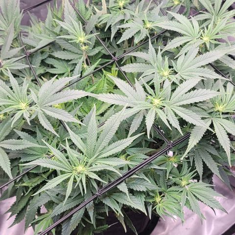 Pink Runtz growlog timeline photo