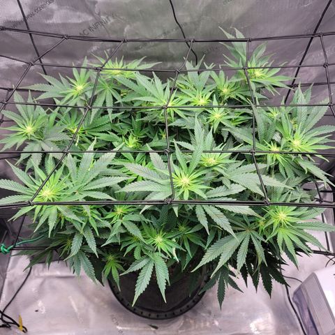 Pink Runtz growlog timeline photo