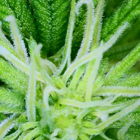 Pink Runtz growlog timeline photo