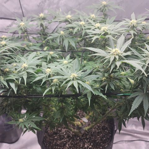 Pink Runtz growlog timeline photo