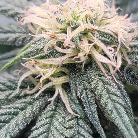 Pink Runtz growlog timeline photo
