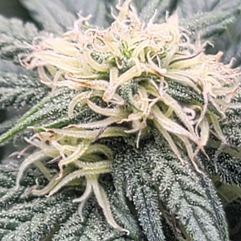 Pink Runtz growlog timeline photo