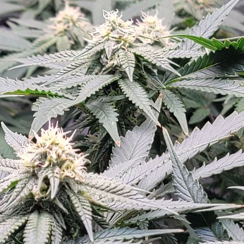 Pink Runtz growlog timeline photo