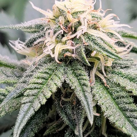 Pink Runtz growlog timeline photo