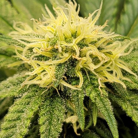 Pink Runtz growlog timeline photo