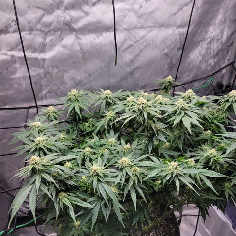 Pink Runtz growlog timeline photo