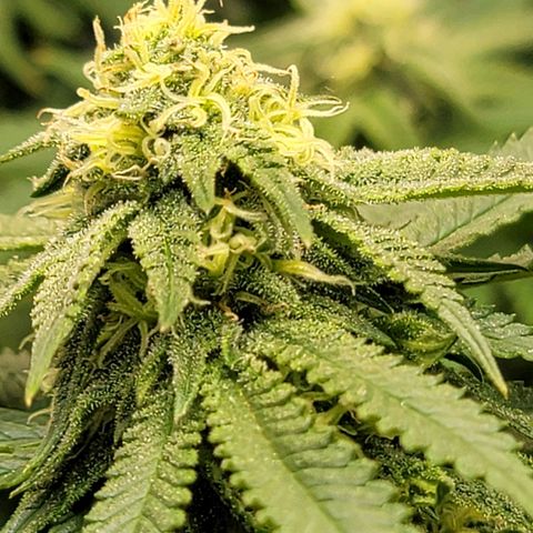 Pink Runtz growlog timeline photo