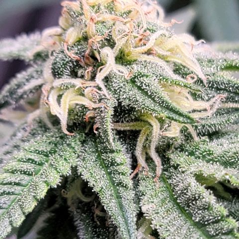 Pink Runtz growlog timeline photo