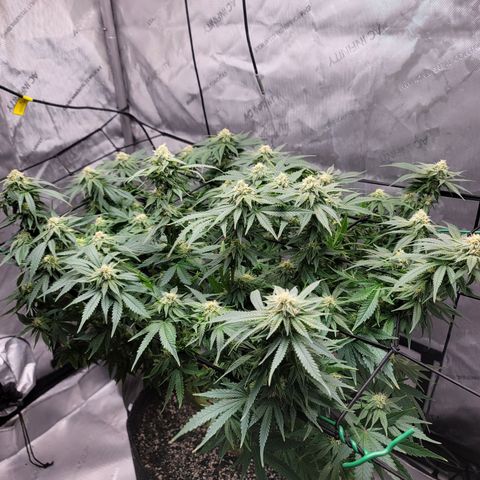 Pink Runtz growlog timeline photo