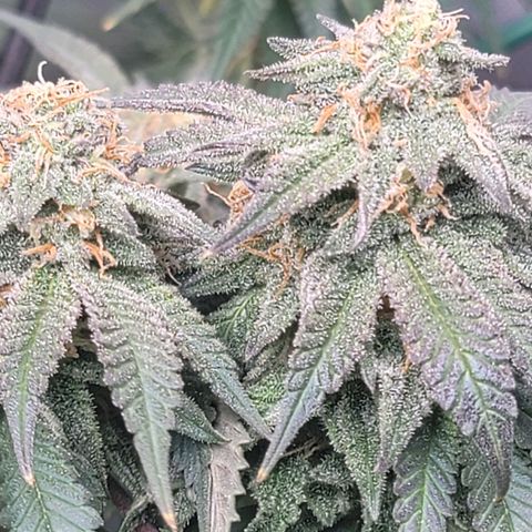 Pink Runtz growlog timeline photo