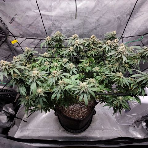 Pink Runtz growlog timeline photo