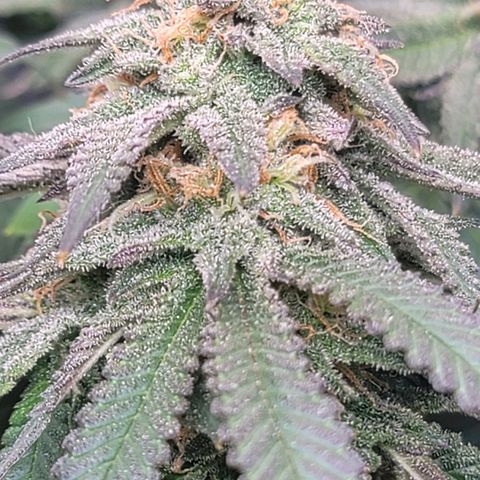 Pink Runtz growlog timeline photo