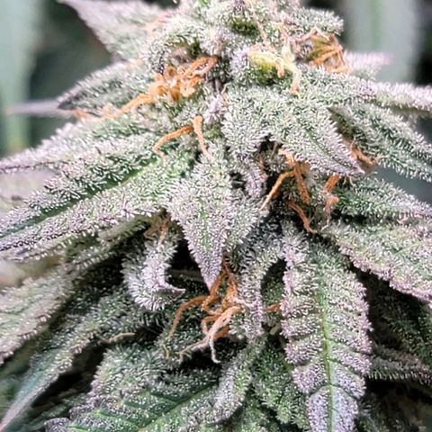 Pink Runtz growlog timeline photo