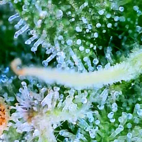 Pink Runtz growlog timeline photo
